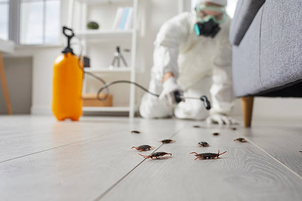 Commercial Kitchen Cockroach Control in Belle Fourche